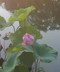Pink Lotus blossom, August, '14 (photo mine)